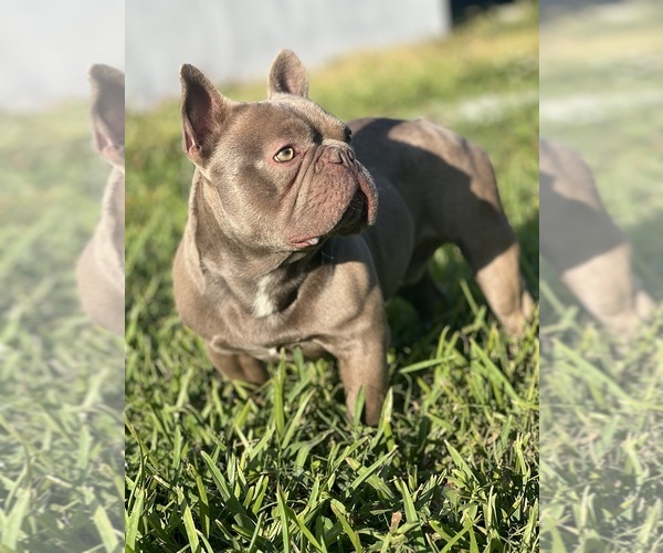 Medium Photo #1  Breeder Profile in MIAMI, FL, USA