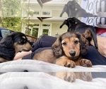 Small #26 Breeder Profile image