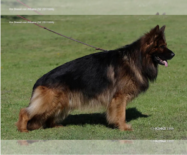 Medium Photo #8  Breeder Profile in BETHEL, CT, USA