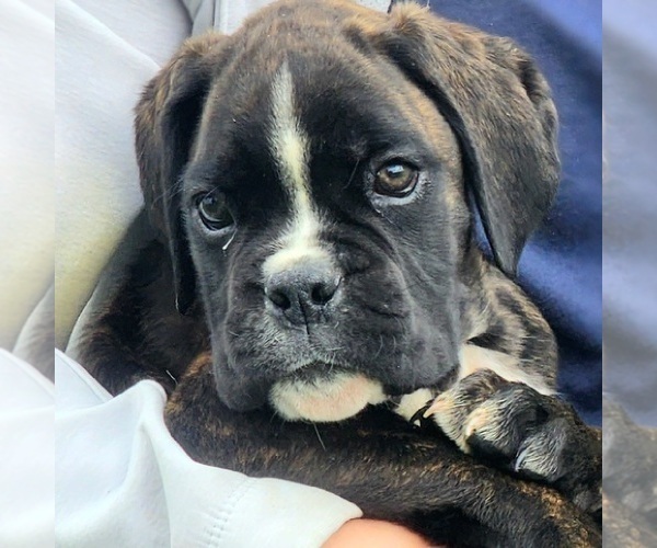 Medium Photo #23  Breeder Profile in AFTON, WY, USA