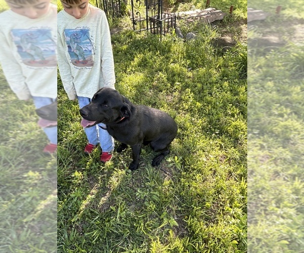 Medium Photo #18  Breeder Profile in GOODSON, MO, USA