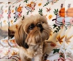 Small breeder photo
