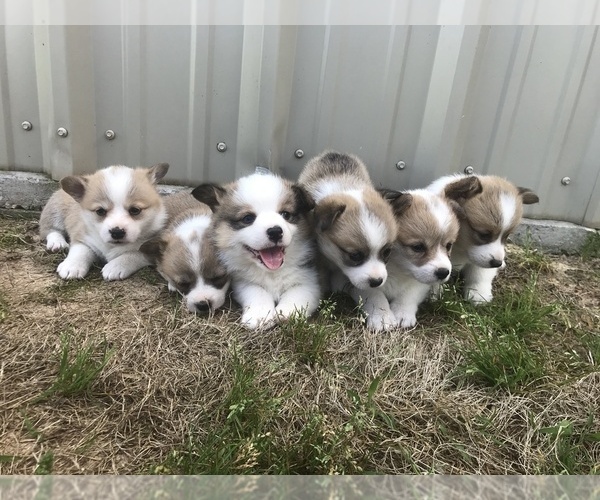 Medium Photo #1  Breeder Profile in SPRINGDALE, AR, USA