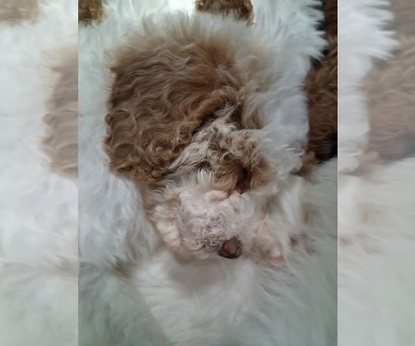 Medium Photo #34  Breeder Profile in GASTONIA, NC, USA