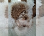 Small #33 Breeder Profile image