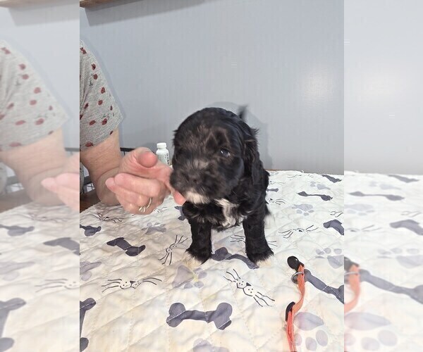 Medium Photo #5  Breeder Profile in MOUNT JACKSON, VA, USA