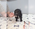 Small #4 Breeder Profile image