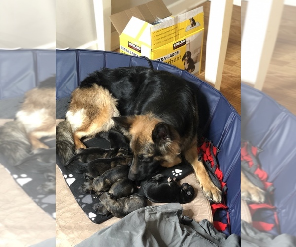 Medium Photo #1  Breeder Profile in MERRILLVILLE, IN, USA