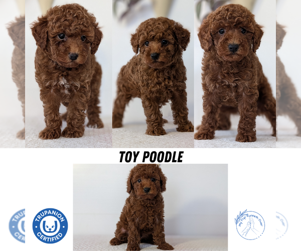 Medium Photo #14  Breeder Profile in GOSHEN, IN, USA