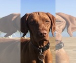 Small #2 Breeder Profile image