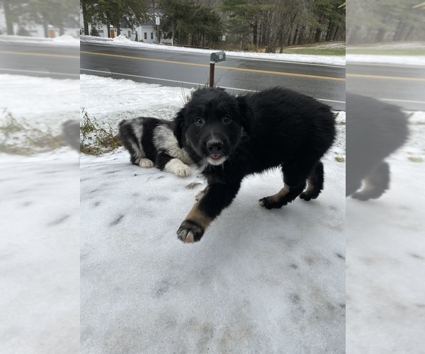 Medium Photo #18  Breeder Profile in BELMONT, VT, USA