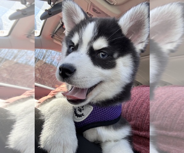 Medium Photo #18  Breeder Profile in VENUS, PA, USA