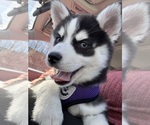 Small #17 Breeder Profile image