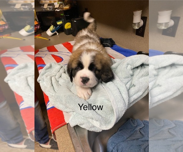 Medium Photo #10  Breeder Profile in ELIZABETH CITY, NC, USA