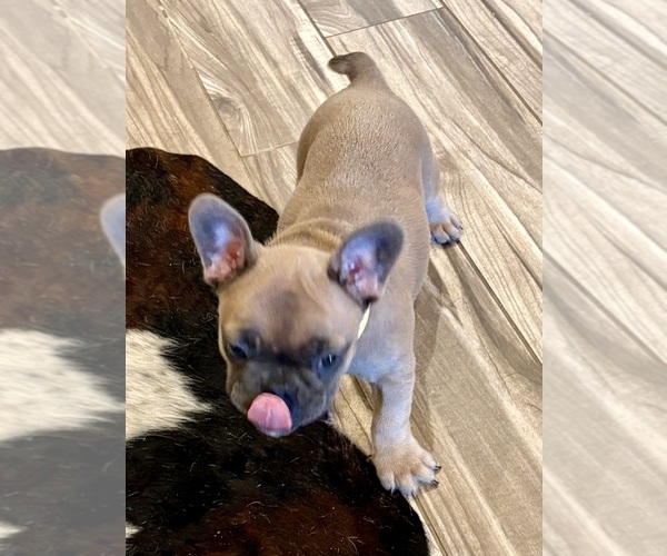 Medium Photo #13  Breeder Profile in CANYON, TX, USA