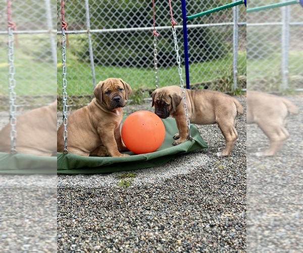 Medium Photo #3  Breeder Profile in ROY, WA, USA