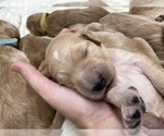 Small #2 Breeder Profile image