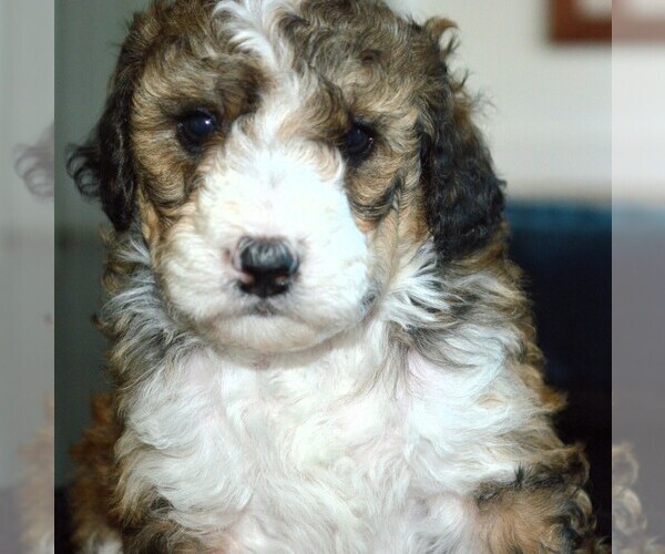 Medium Photo #16  Breeder Profile in MCALLEN, TX, USA