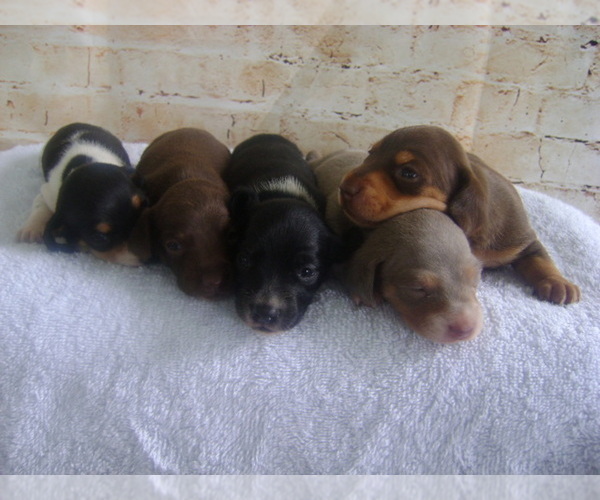 Medium Photo #1  Breeder Profile in LAKE SUZY, FL, USA