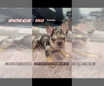 Small #4 Breeder Profile image