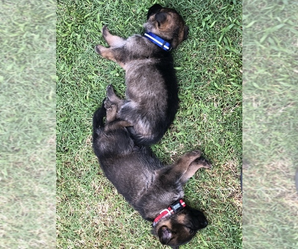 Medium Photo #1  Breeder Profile in AVERY, OK, USA