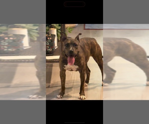 Medium Photo #3  Breeder Profile in VON ORMY, TX, USA