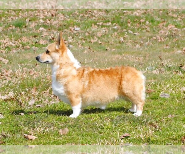 Medium Photo #10  Breeder Profile in EAGLE POINT, OR, USA