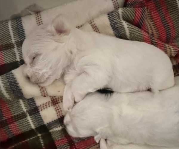 Medium Photo #10  Breeder Profile in FARMINGTON, MN, USA