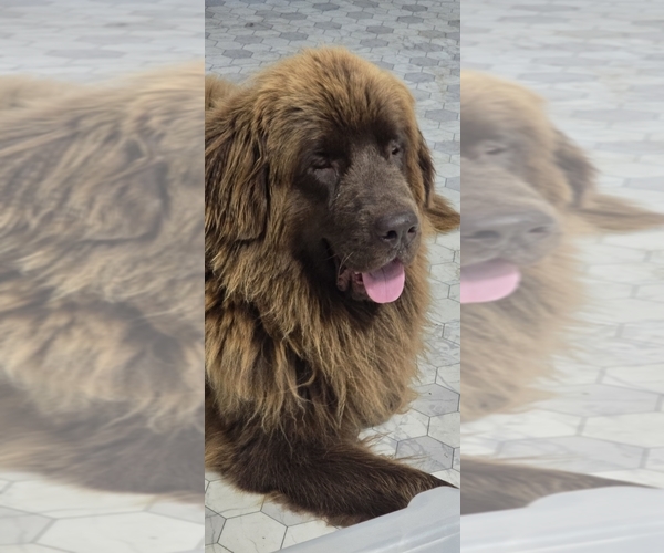 Medium Photo #37  Breeder Profile in TILTON, IL, USA