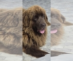 Small #36 Breeder Profile image