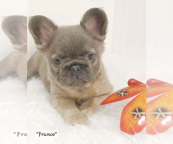 Medium Photo #1  Breeder Profile in COLONIAL BCH, VA, USA