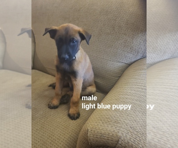 Medium Photo #6  Breeder Profile in PAHRUMP, NV, USA