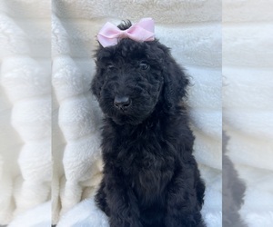 Aussiedoodle-Poodle (Standard) Mix Dog Breeder near DOWNEY, CA, USA
