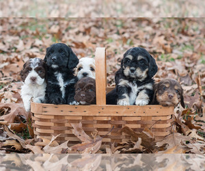 Scoodle Dog Breeder near SALEM, MO, USA