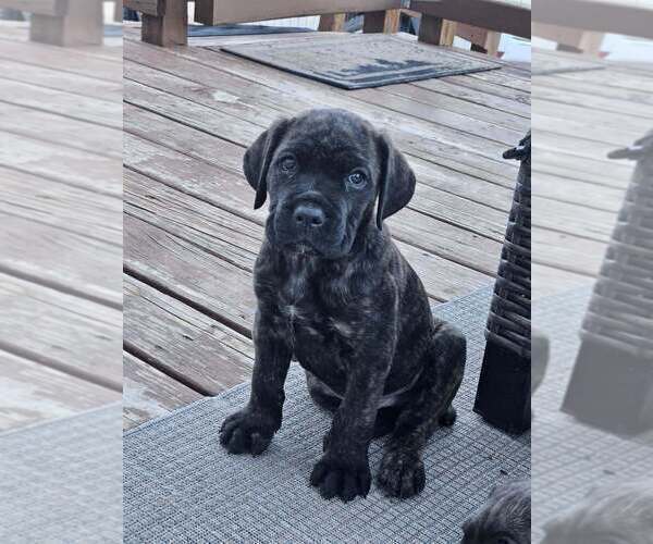 Medium Photo #19  Breeder Profile in BLANCA, CO, USA