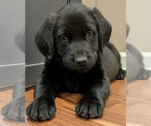 Golden Labrador Dog Breeder near FREMONT, NE, USA