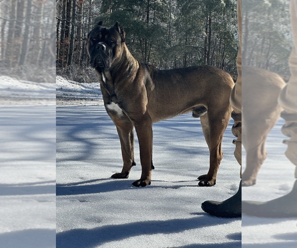 Medium Photo #1  Breeder Profile in LIBERTY, NC, USA