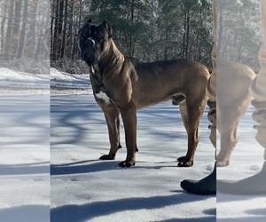 Cane Corso Dog Breeder near LIBERTY, NC, USA