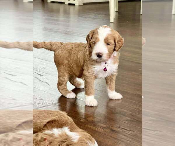 Medium Photo #1  Breeder Profile in APOPKA, FL, USA