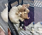 Small #12 Breeder Profile image