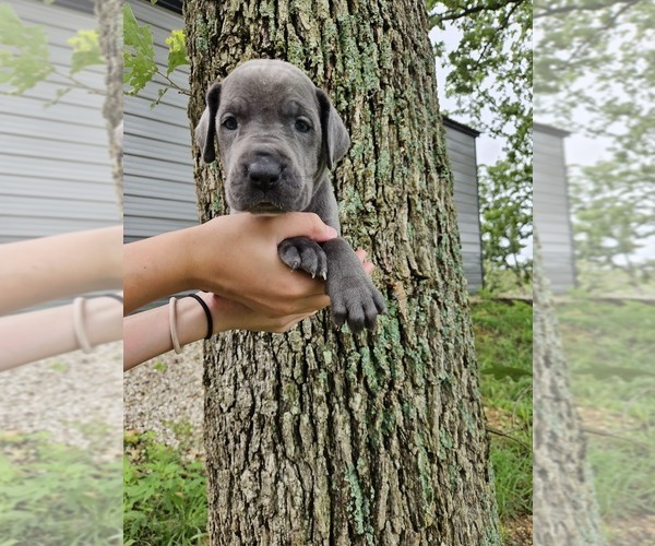 Medium Photo #12  Breeder Profile in WALNUT GROVE, MO, USA