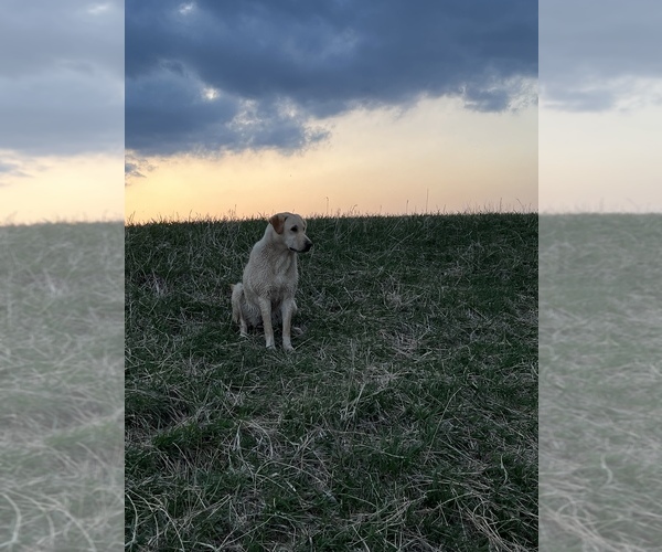 Medium Photo #1  Breeder Profile in SABETHA, KS, USA