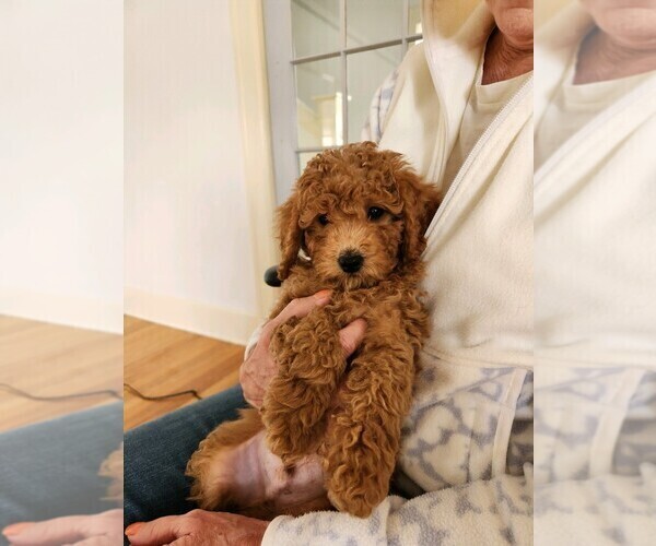 Medium Photo #13  Breeder Profile in GRAND RAPIDS, MI, USA