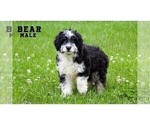 Small #6 Breeder Profile image