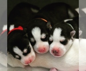 Siberian Husky Dog Breeder near LYNNWOOD, WA, USA