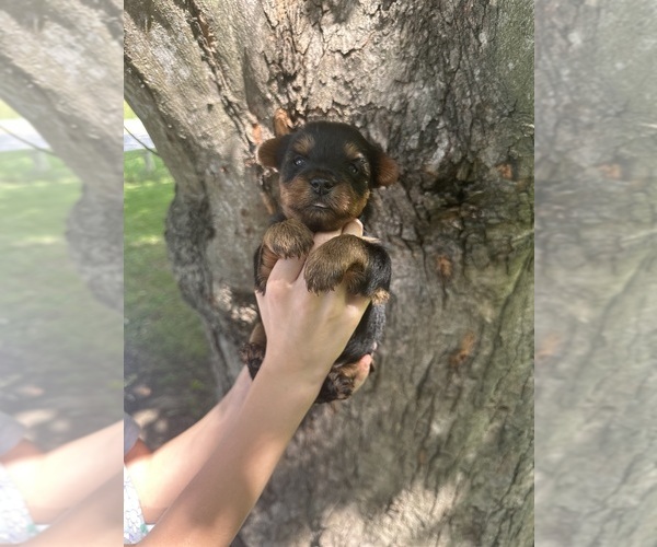 Medium Photo #1  Breeder Profile in RIVESVILLE, WV, USA