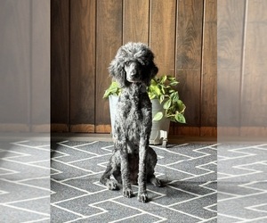 Goldendoodle Dog Breeder near CLARKSVILLE, TX, USA