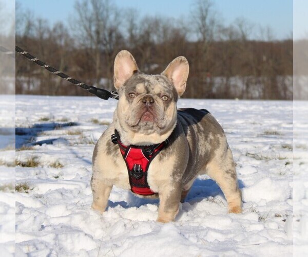Medium Photo #1  Breeder Profile in FRESNO, OH, USA