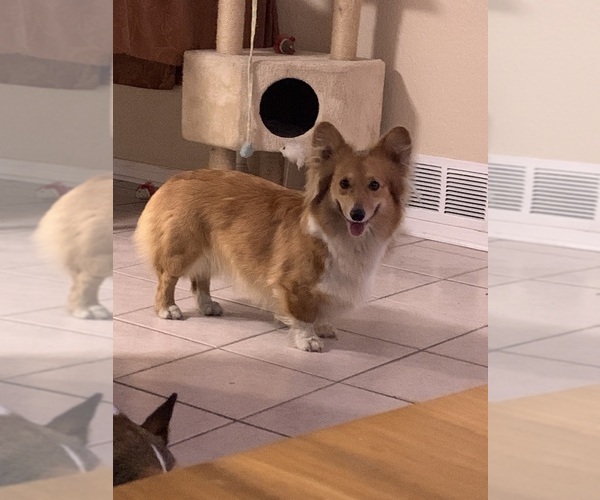 Medium Photo #27  Breeder Profile in MIDLOTHIAN, TX, USA