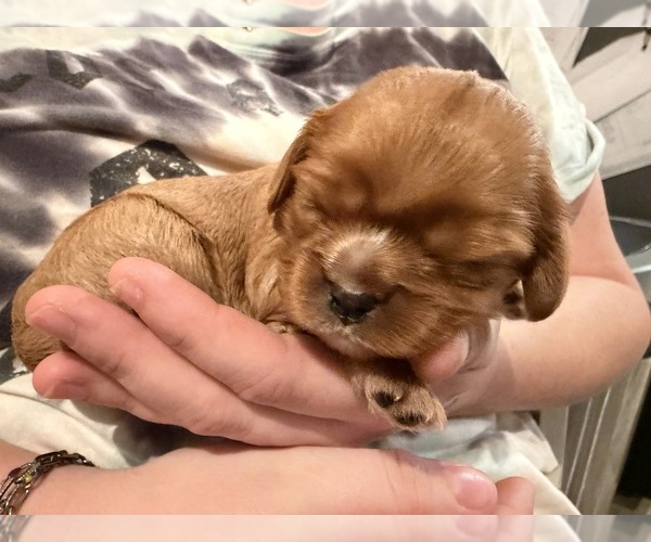 Medium Photo #6  Breeder Profile in WAXAHACHIE, TX, USA